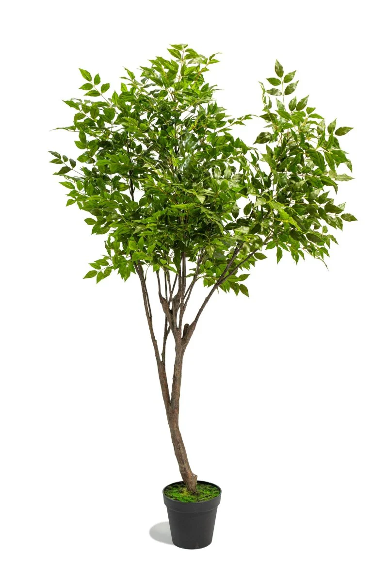 Albero artificiale Radermachera in vaso con altezza 210 cm | Xone - Image 11