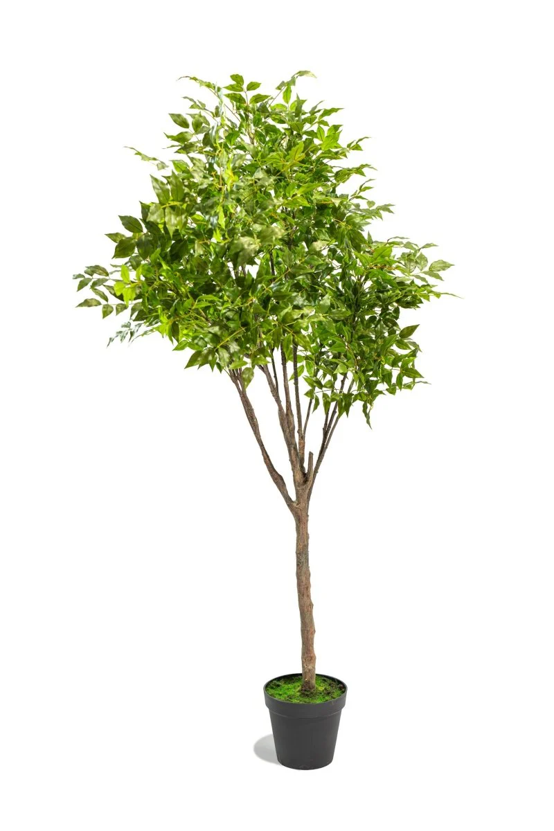 Albero artificiale Radermachera in vaso con altezza 210 cm | Xone - Image 12