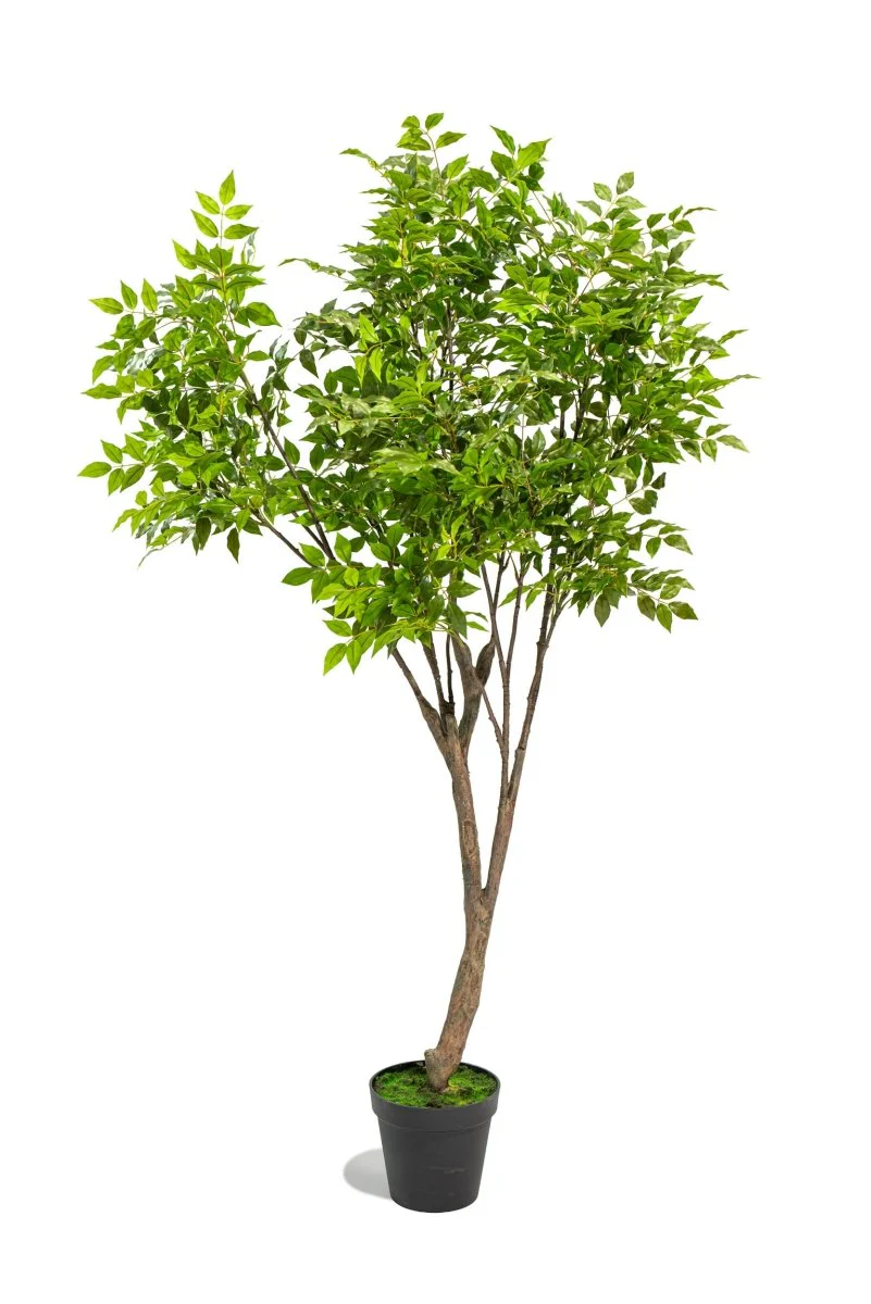 Albero artificiale Radermachera in vaso con altezza 210 cm | Xone - Image 13