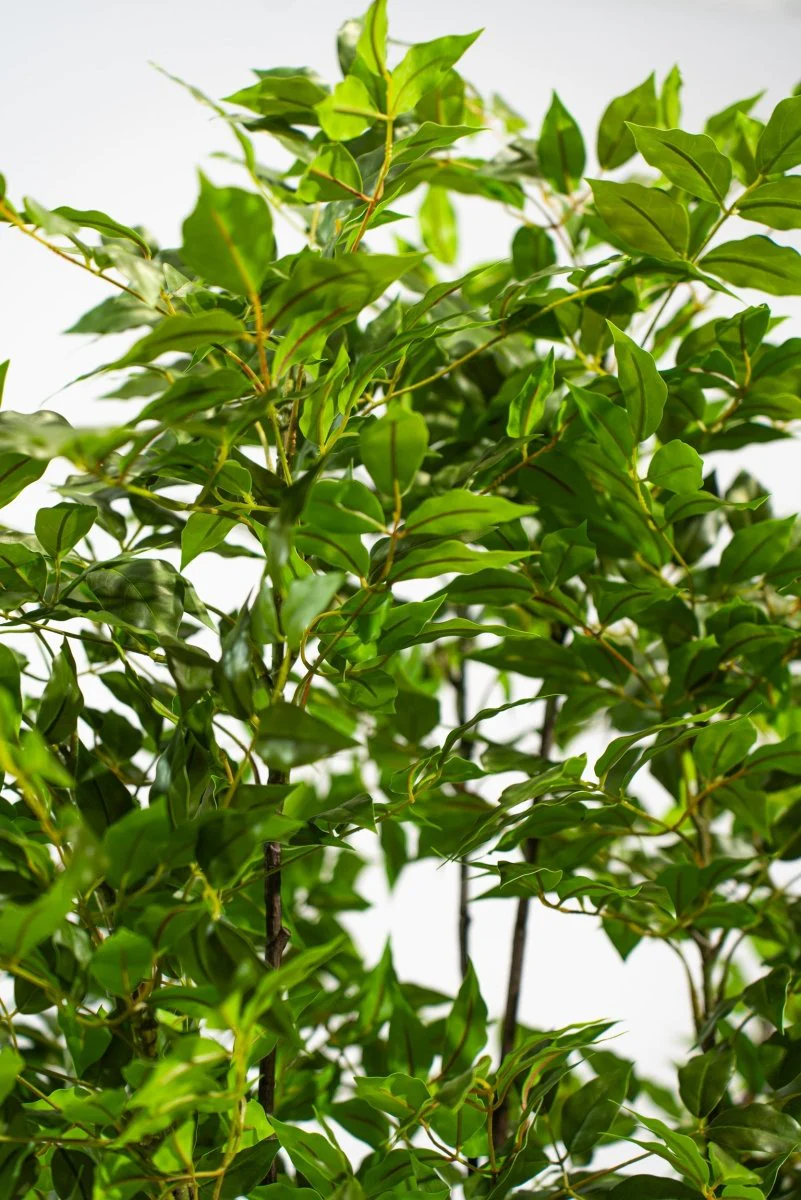 Albero artificiale Radermachera in vaso con altezza 210 cm | Xone - Image 6