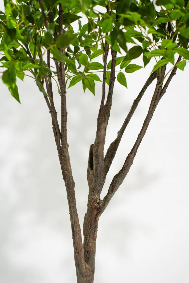 Albero artificiale Radermachera in vaso con altezza 210 cm | Xone - Image 8