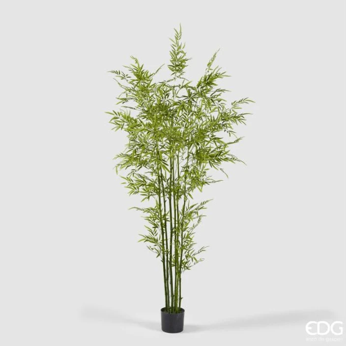 Bamboo Con vaso Altezza 210cm | EDG