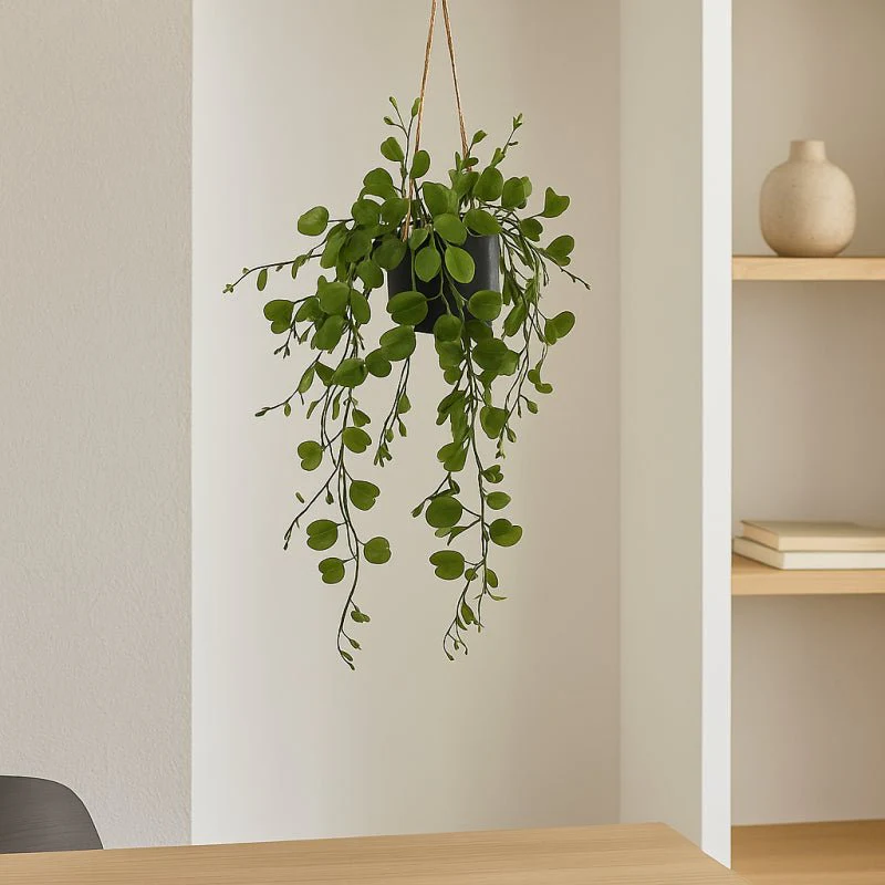 Bauhinia da Appartamento con vaso| EDG - Image 2