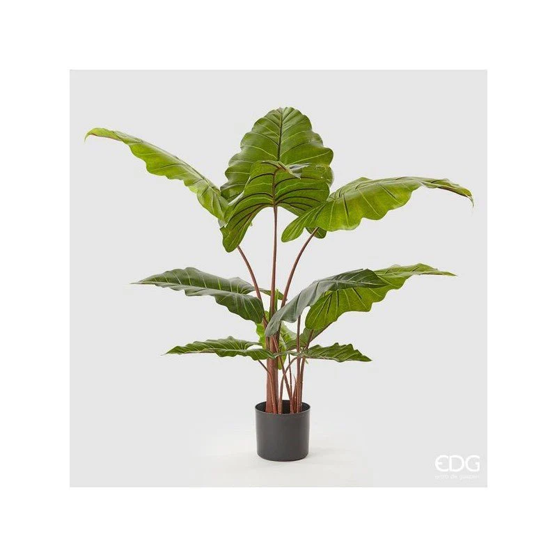 Chic Alocasia con Vaso 120cm | EDG