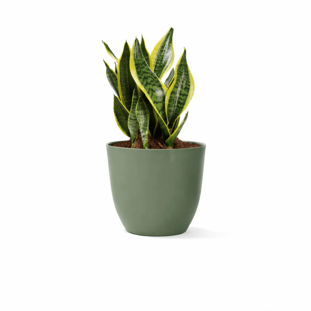 Vaso Conca Pure Nicoli Verde Rosmarino 38cm - Image 2