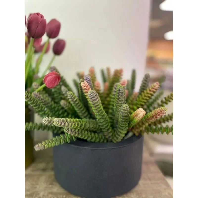 Crassula Pagoda Olis h28 Rosa | Enzo de Gasperi - Image 2