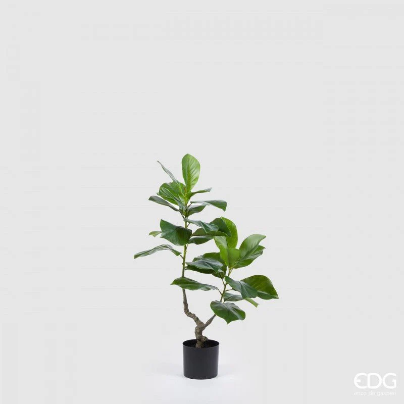 Ficus Chic Pianta 90cm | EDG
