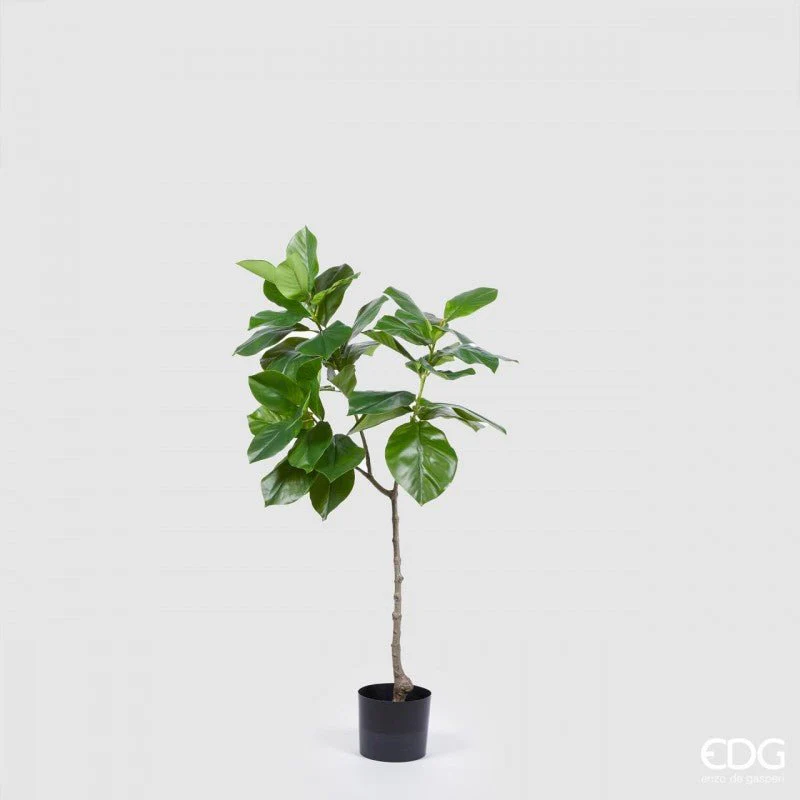 Ficus Chic Pianta X3 H120 | EDG
