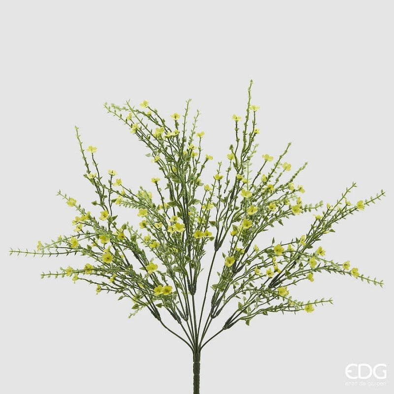Ginestra Cespuglio | EDG - Image 3