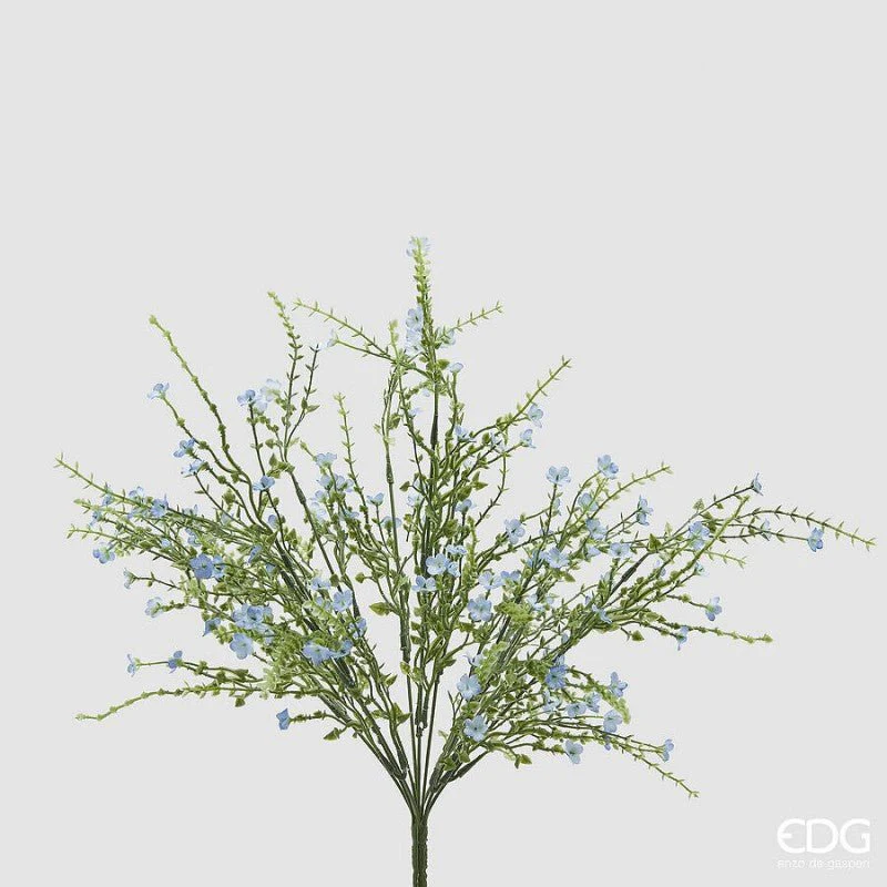 Ginestra Cespuglio | EDG - Image 4