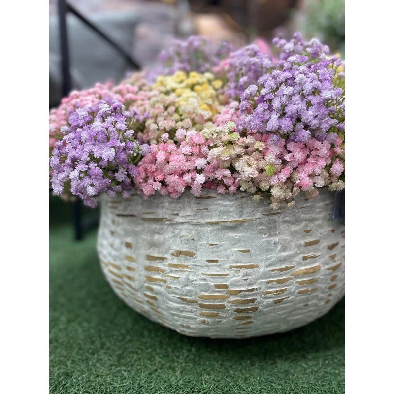 Gypsophila Cespuglio h40  | Enzo de Gasperi - Image 2