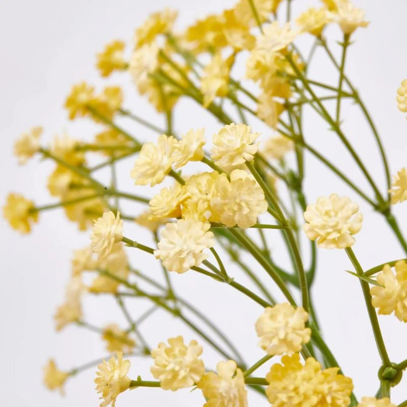 Gypsophila Cespuglio h40  | Enzo de Gasperi - Image 3