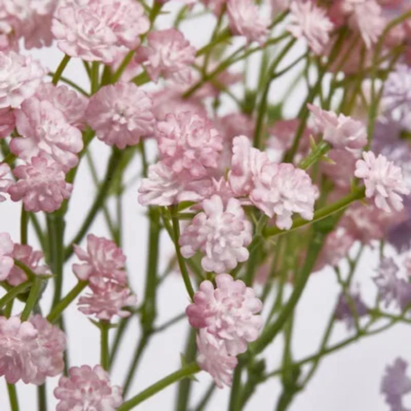 Gypsophila Cespuglio h40  | Enzo de Gasperi - Image 4