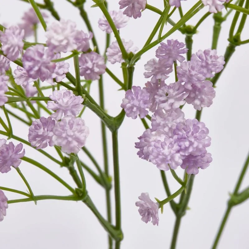 Gypsophila Cespuglio h40  | Enzo de Gasperi - Image 5