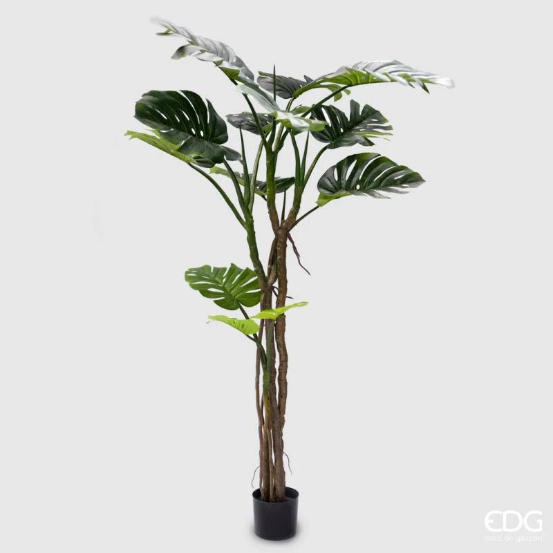 Monstera Slim Con Vaso | EDG