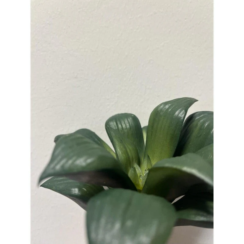 Pianta artificiale Agave Bell Pick 16h cm EDG - Image 2