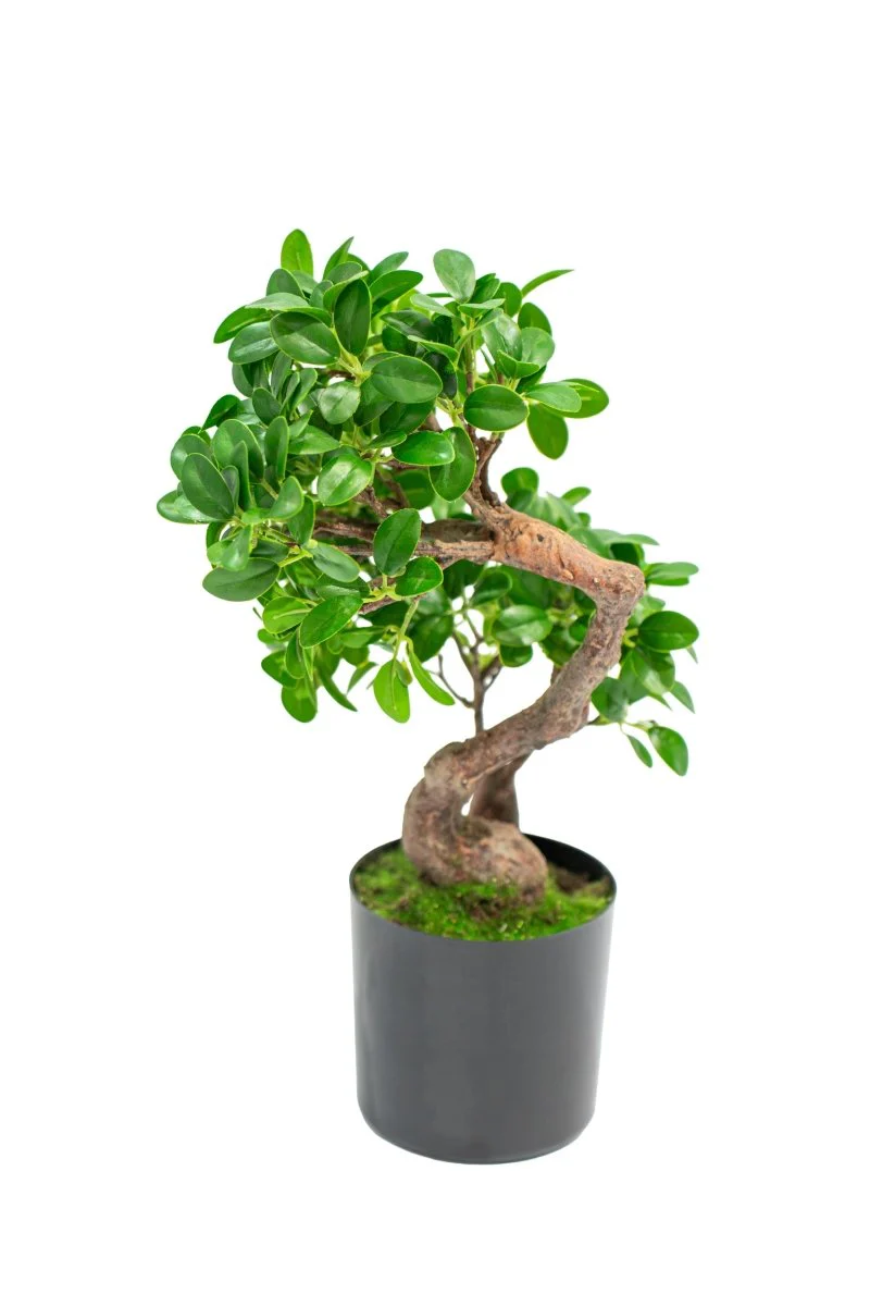 Pianta realistica in vaso Bonsai Banyan h45cm | Xone - Image 2