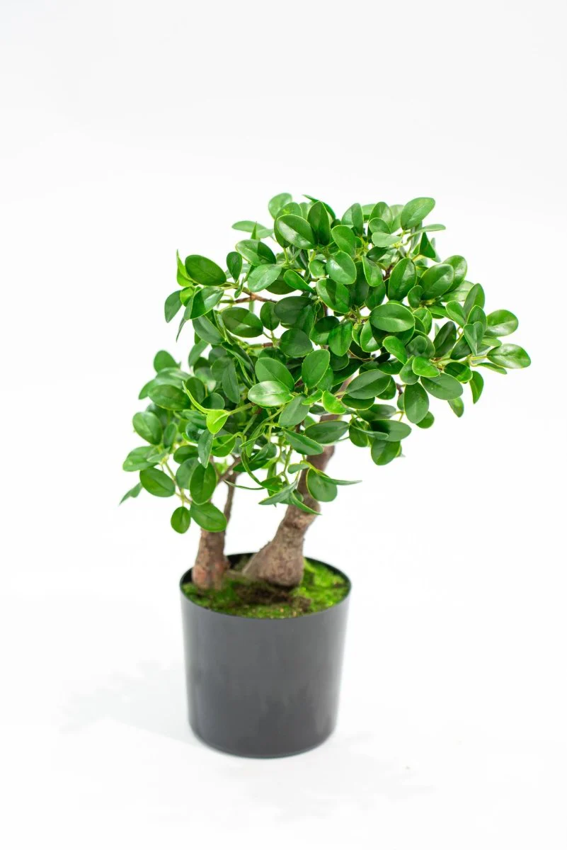 Pianta realistica in vaso Bonsai Banyan h45cm | Xone - Image 3