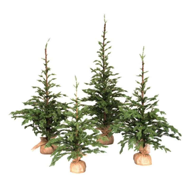 Pinetto Vivaio | Xone