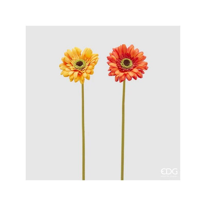 Rex Gerbera H 60 | Enzo De Gasperi - Image 2