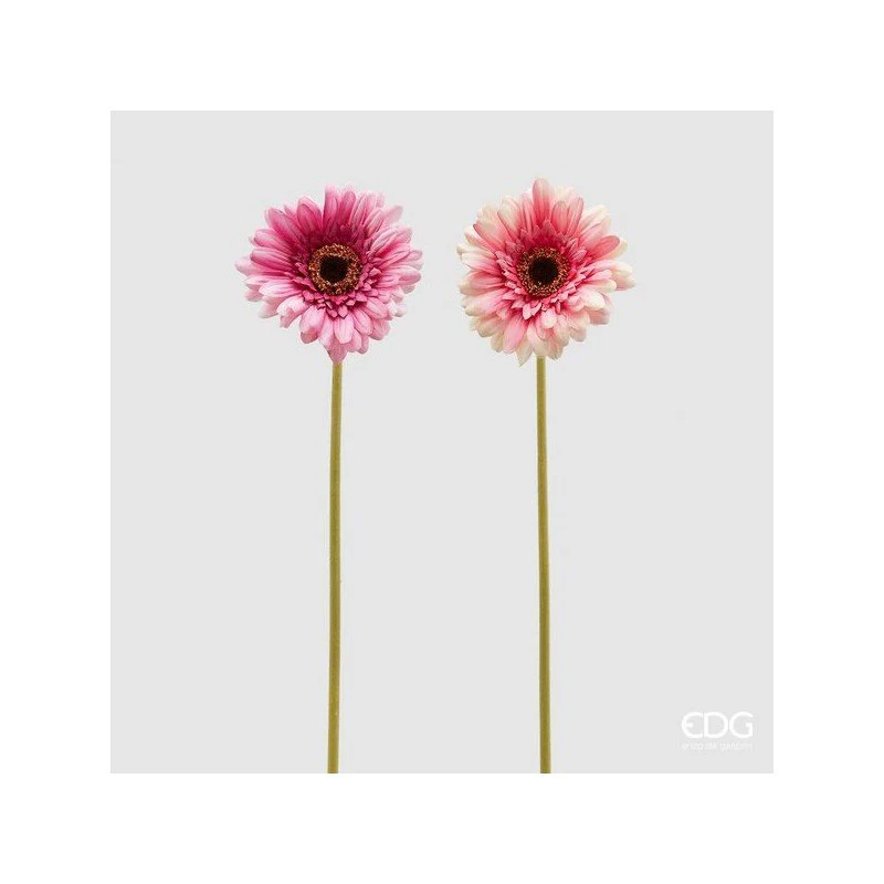 Rex Gerbera H 60 | Enzo De Gasperi - Image 3