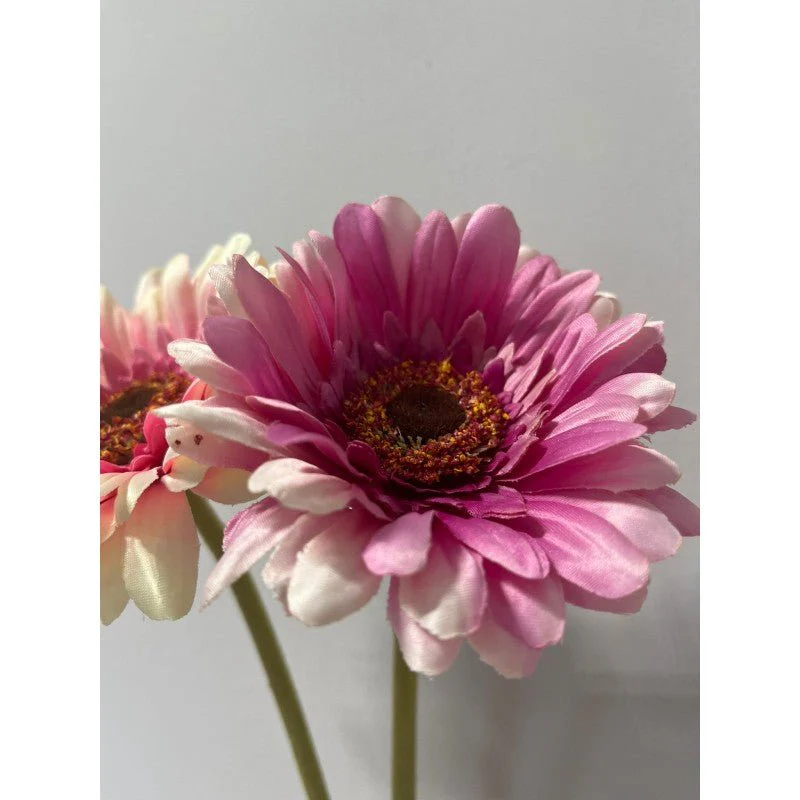 Rex Gerbera H 60 | Enzo De Gasperi - Image 8