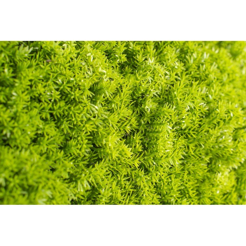 Siepe artificiale 3D 50x50 cm Muschio | Xone - Image 2