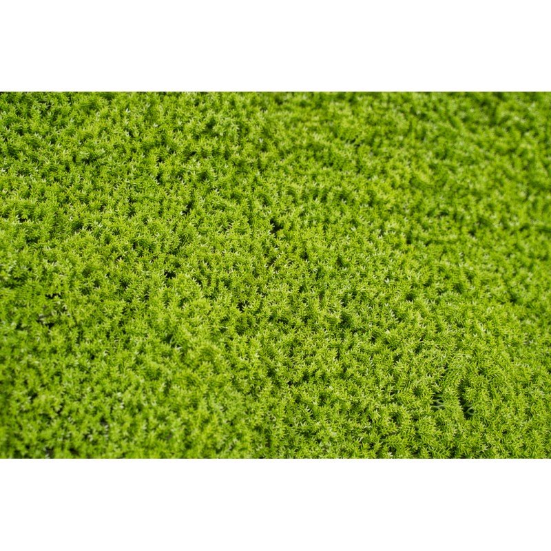 Siepe artificiale 3D 50x50 cm Muschio | Xone - Image 8