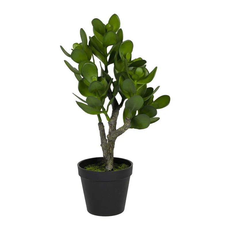 Crassula succolenta artificiale in PVC H.46CM