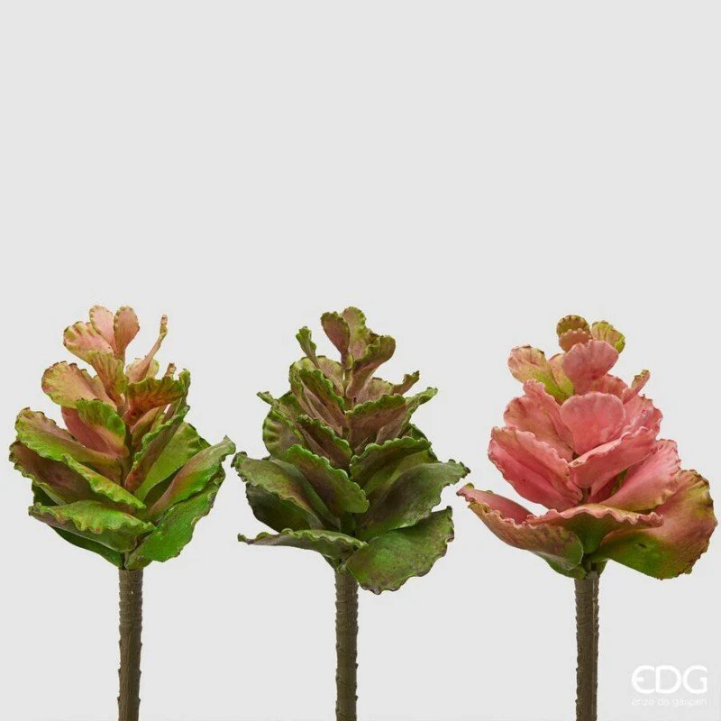 Succulent Olis h20 | Enzo de Gasperi