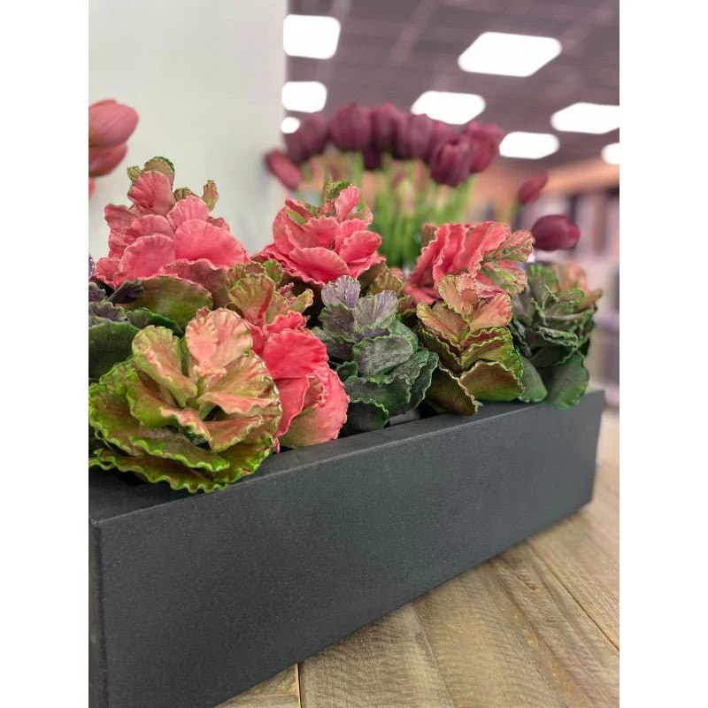 Succulent Olis h20 | Enzo de Gasperi - Image 2