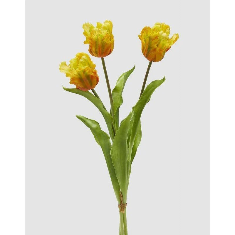 Tulipano Parrot | Enzo De Gasperi - Image 3
