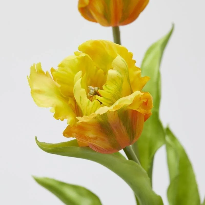 Tulipano Parrot | Enzo De Gasperi - Image 4