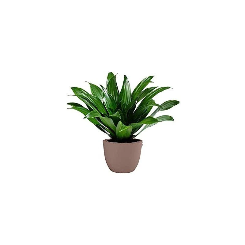 Vaso Conca Pure Nicoli Cipria 38cm - Image 2